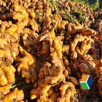 生姜儲(chǔ)存冷庫需要多少成本?費(fèi)用解析與省錢攻略 生姜儲(chǔ)存冷庫需要多少成本?費(fèi)用解析與省錢攻略