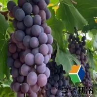 葡萄在冷庫能儲存多長時間?品種+溫度+濕度決定保鮮期 葡萄在冷庫能儲存多長時間?品種+溫度+濕度決定保鮮期