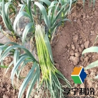 蒜苔在冷庫(kù)能放多長(zhǎng)時(shí)間?看完這篇徹底搞懂! 蒜苔在冷庫(kù)能放多長(zhǎng)時(shí)間?看完這篇徹底搞懂!
